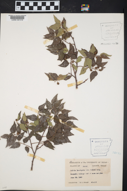 Celtis laevigata var. texana image