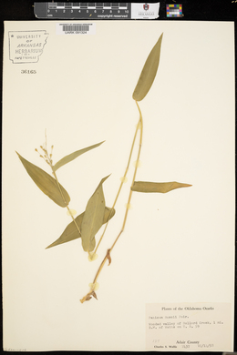 Panicum boscii image