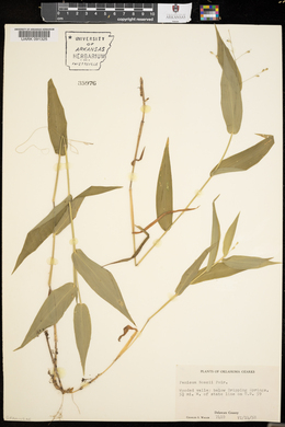 Panicum boscii image