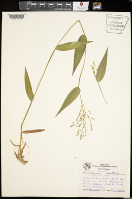 Panicum boscii image