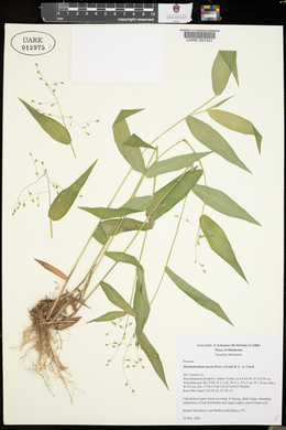 Dichanthelium boscii image
