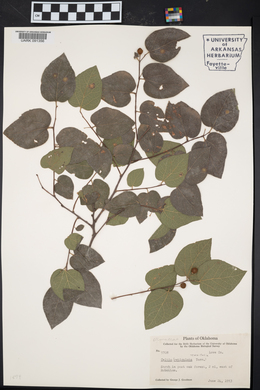 Celtis reticulata image