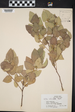 Celtis reticulata image