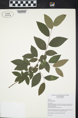 Ulmus alata image