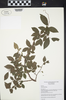 Ulmus alata image