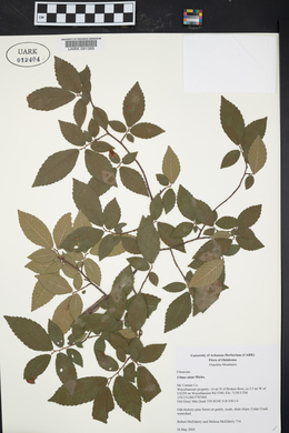 Ulmus alata image