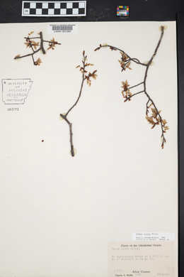 Ulmus alata image