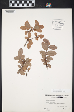 Ulmus crassifolia image