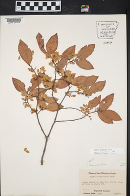 Ulmus serotina image