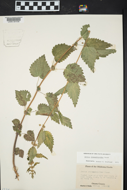 Urtica chamaedryoides image