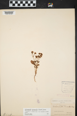 Valerianella amarella image