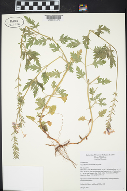 Glandularia canadensis image