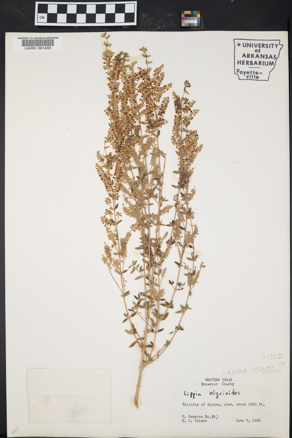 Aloysia gratissima var. gratissima image