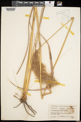 Saccharum giganteum image