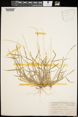 Eriochloa contracta image