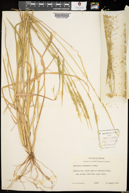 Eriochloa contracta image