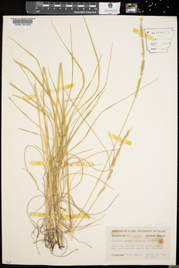 Eriochloa sericea image