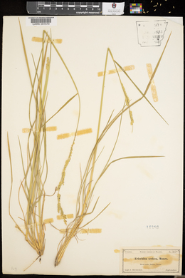 Eriochloa sericea image