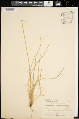 Eriochloa sericea image