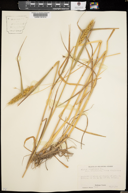 Elymus virginicus var. virginicus image