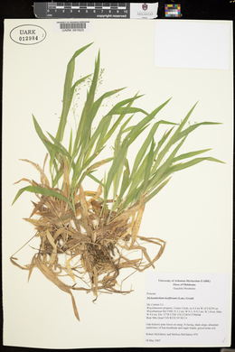 Dichanthelium laxiflorum image