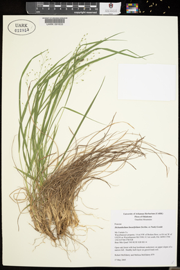 Dichanthelium linearifolium image