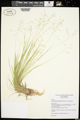 Dichanthelium linearifolium image