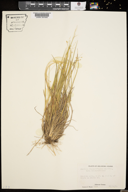 Panicum linearifolium image