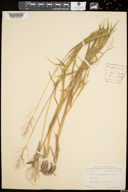 Panicum lindheimeri image