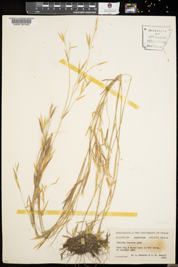 Panicum lucidum image