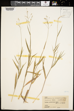 Panicum pedicellatum image