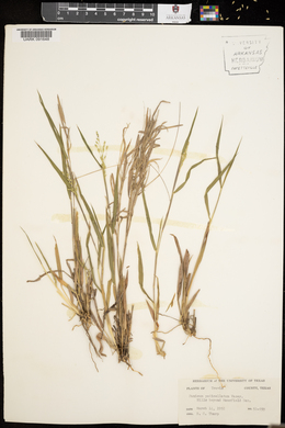 Panicum pedicellatum image