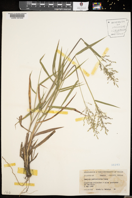 Panicum pedicellatum image