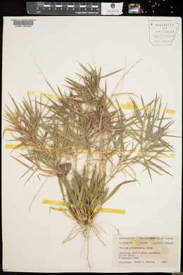 Panicum pedicellatum image