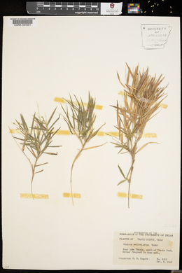 Panicum pedicellatum image