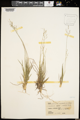 Dichanthelium linearifolium image