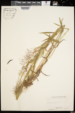 Panicum praecocius image