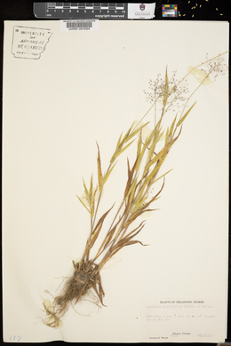 Panicum praecocius image