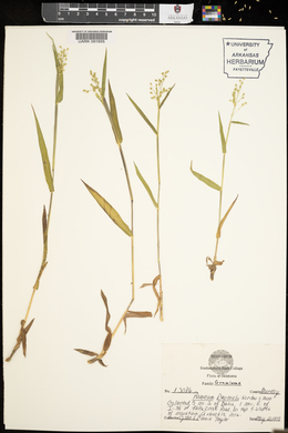 Panicum ravenelii image