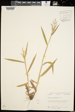 Dichanthelium scribnerianum image