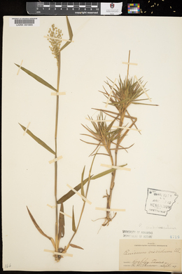 Panicum scoparium image