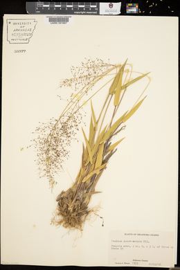 Panicum sphaerocarpon image