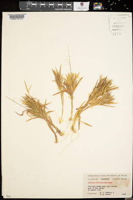 Panicum villosissimum image