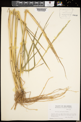 Panicum geminatum image