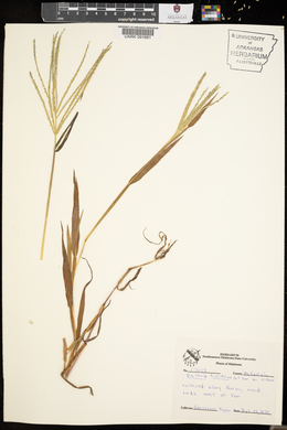 Digitaria filiformis image