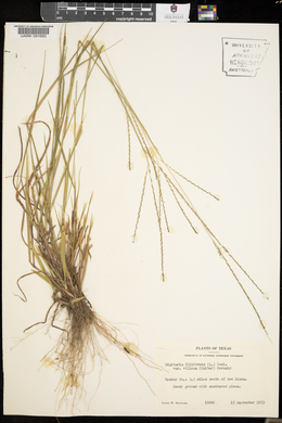 Digitaria filiformis image