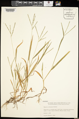 Digitaria ischaemum image