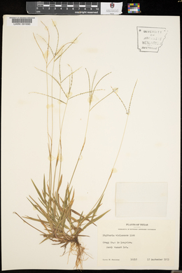 Digitaria violascens image