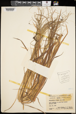 Echinochloa colona image