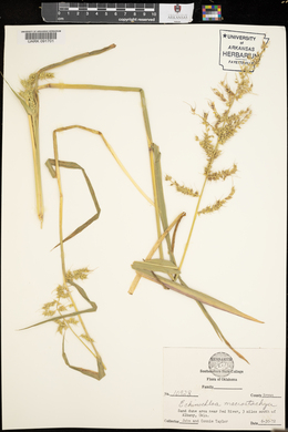 Echinochloa muricata var. microstachya image